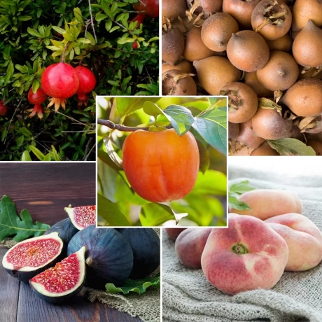 Pachet PROMO - 27 - Pomi fructiferi - Kaki / Smochin / Rodiu / Mosmon / Piersic