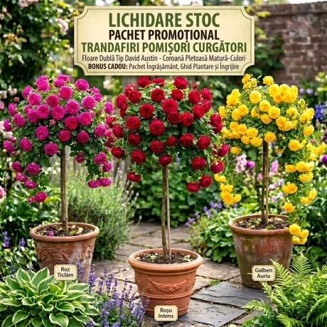 Pachet Trio Trandafiri Pomisor Curgatori - Lichidare Stoc