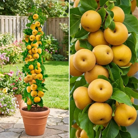 Pom Fructifer - Par japonez Columnar Prosecco la Ghiveci