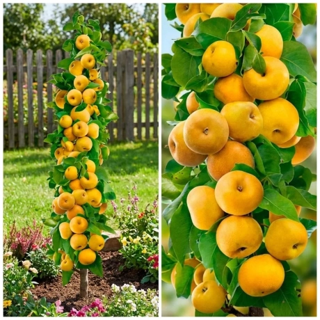 Pom Fructifer - Par japonez columnar Prosecco - Anul 4 cu Radacina Nuda