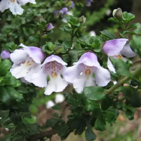 Prostanthera Cuneata la Ghiveci