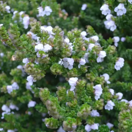 Prostanthera Cuneata la Ghiveci