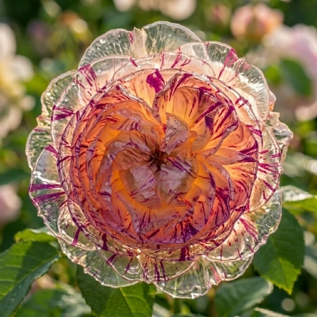 Trandafir Tufa Medusa - Purple