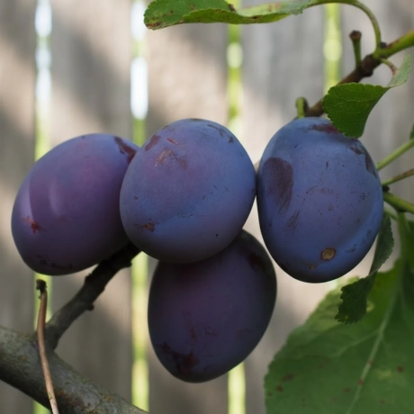 Pom fructifer - Prun Centenar - Perioada Timpurie spre Medie