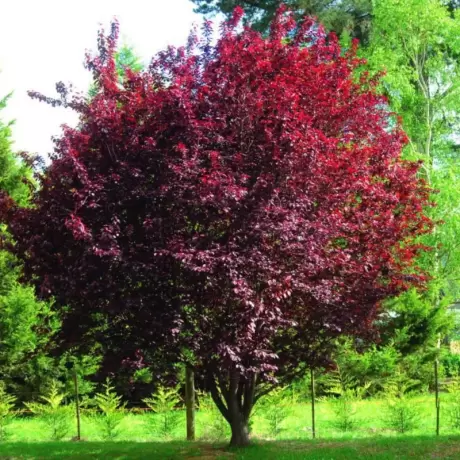 Prunus Nigra la Ghiveci