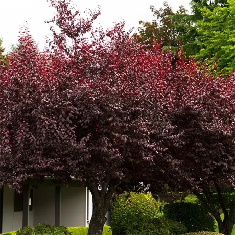 Prunus Nigra cu Radacina Impachetata