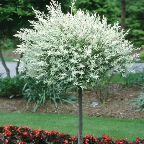 Salix Hukuro Nishiki la Ghiveci