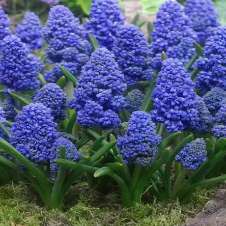 Bulbi de Muscari Armeniacum