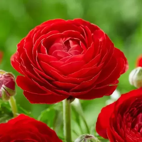 Ranunculus Aviv Rood