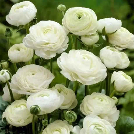 Ranunculus Aviv Wit