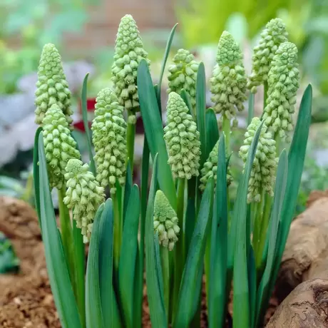 Bulbi de Muscari Bellevalia Green Pearl