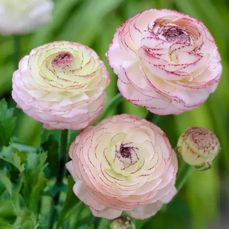 Ranunculus Buttercup Picotte