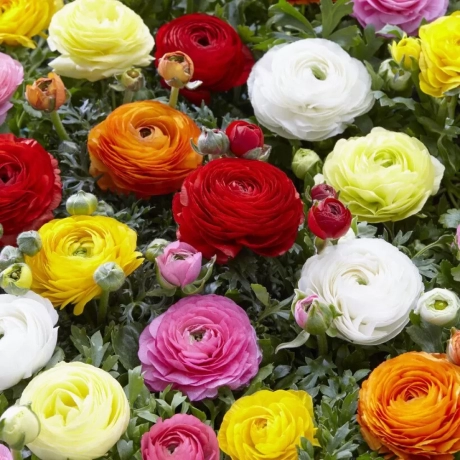 Ranunculus Mix