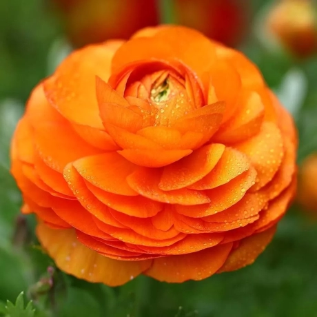 Ranunculus Orange