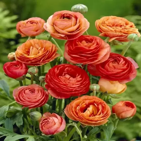 Ranunculus Orange