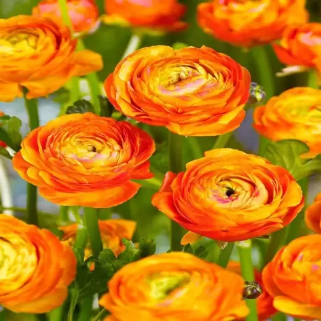 Ranunculus Picotee Orange Bicolor