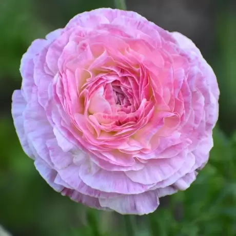 Ranunculus Picotee Pink