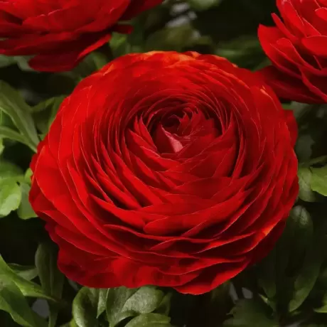 Ranunculus Red