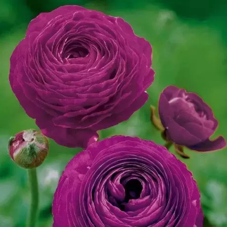 Ranunculus Violet