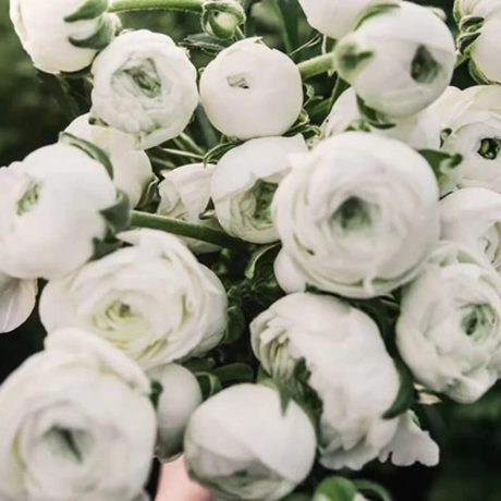Ranunculus White Pink