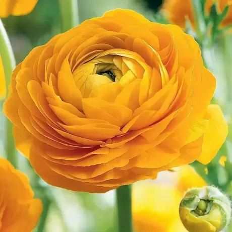Ranunculus Yellow