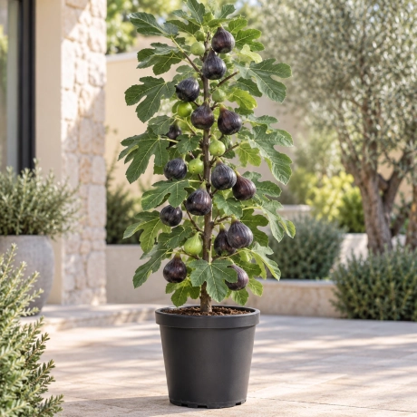 Pom Fructifer - Smochin Columnar Royal Black la Ghiveci