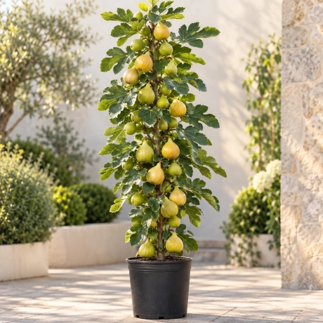 Pom Fructifer - Smochin Columnar Royal White la Ghiveci