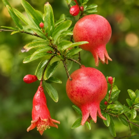 Pomi fructiferi - Rodiu (Punica Granatum) radacina impachetata