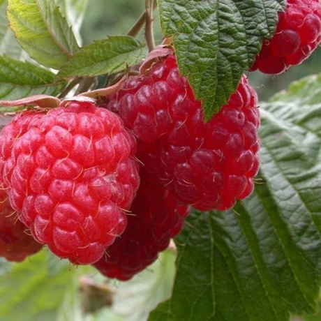 Arbust Fructifer - Zmeur Red Giant - Cu Radacina Impachetata