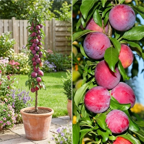 Pom Fructifer - Prun Columnar Red Lure la Ghiveci