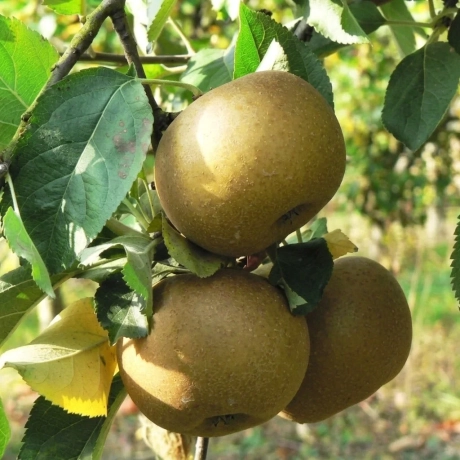 Pom fructifer - Mar Renet de Canada - Perioada Coacere Tarzie