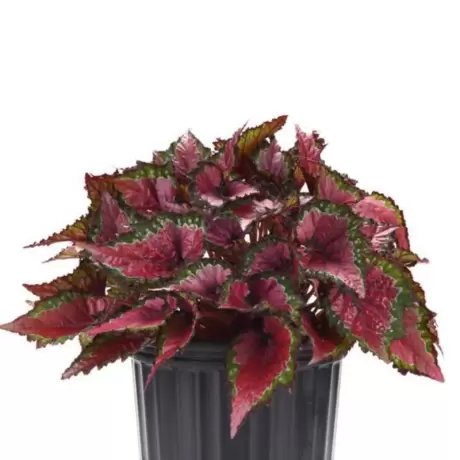 Begonia REX - Etssy la Ghiveci