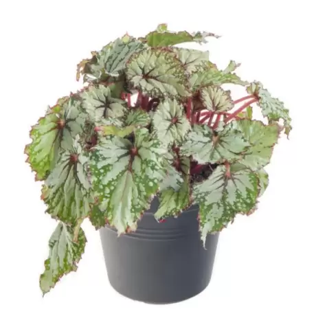 Begonia REX - Odissy la Ghiveci