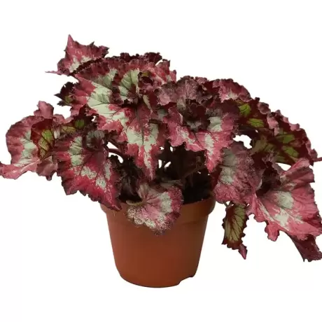 Begonia REX - Red Flash la Ghiveci