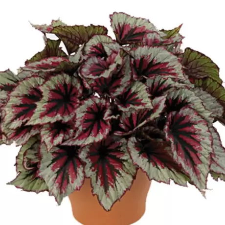 Begonia REX - Salsa la Ghiveci