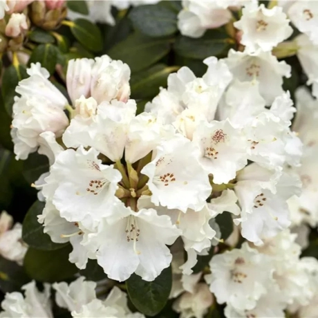 Rhododendron Gartendirektor Rieger la Ghiveci