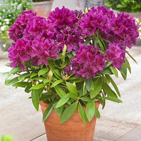 Rhododendron Polarnacht la Ghiveci