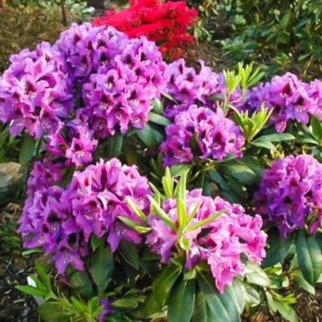 Rhododendron Rasputin la Ghiveci