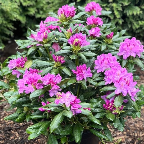 Rhododendron Roseum Elegans la Ghiveci