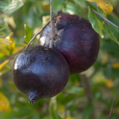Pomi fructiferi - Rodiu Punica Granatum Nero Anul 3 la Ghiveci