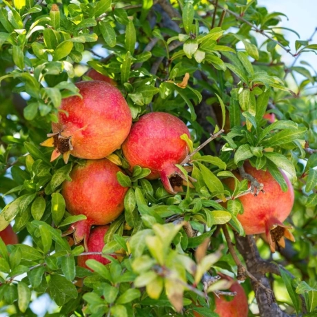 Pomi fructiferi - Rodiu (Punica Granatum) Anul 3 la Ghiveci