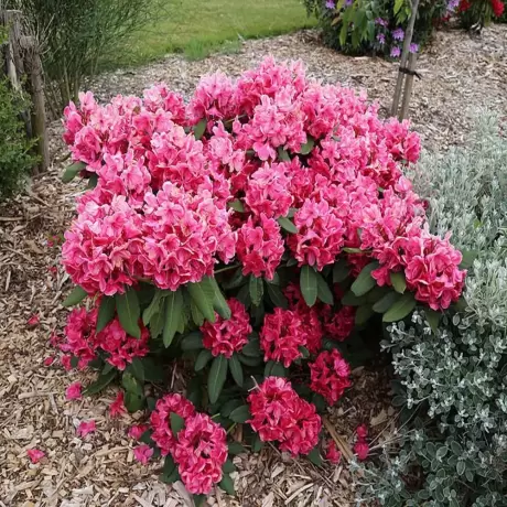 Rhododendron Pearces American Beauty la Ghiveci