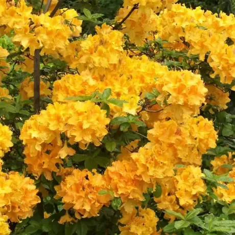 Rhododendron Auriu la Ghiveci
