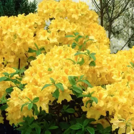 Rhododendron Auriu la Ghiveci