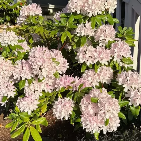 Rhododendron Bloombux la Ghiveci
