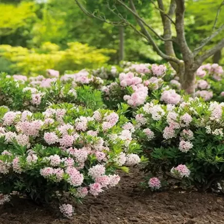 Rhododendron Bloombux la Ghiveci