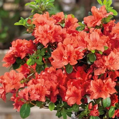 Rhododendron Brilliant Vromans la Ghiveci