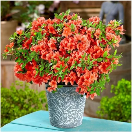 Rhododendron Brilliant Vromans la Ghiveci