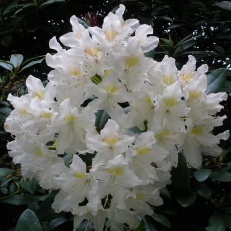 Rhododendron Cunningham White la Ghiveci