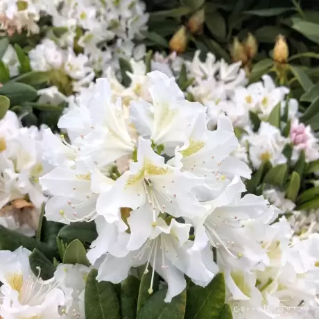 Rhododendron Cunningham White la Ghiveci